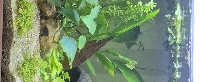 aquarium 60L cubique , de aurore-gladieux