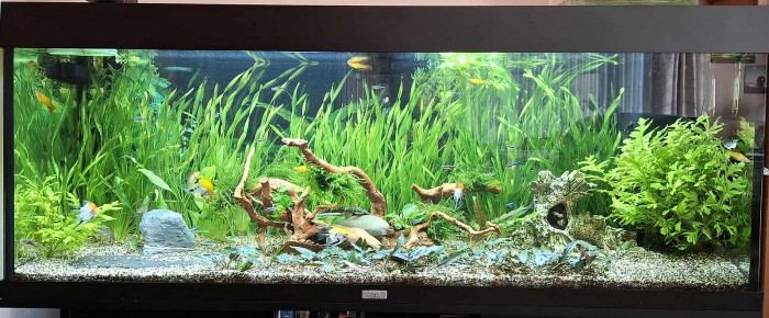 aquarium Juwel 240 , de Gujuwel
