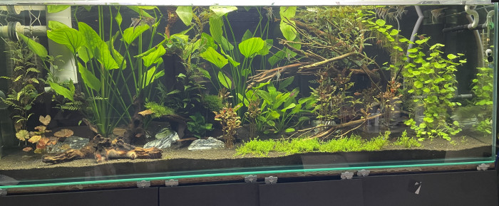 aquarium Amazonien , de Scylla_59