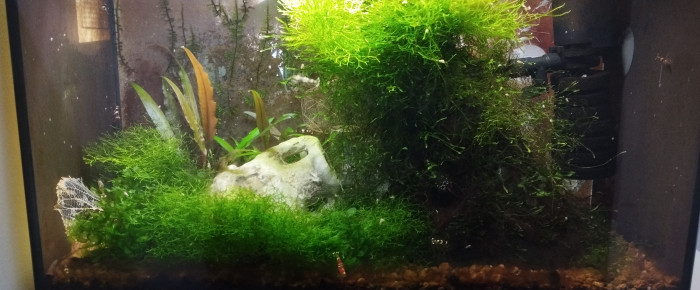aquarium Aquarium aquatlantis 20 litres SP Caridina , de Olivier1977