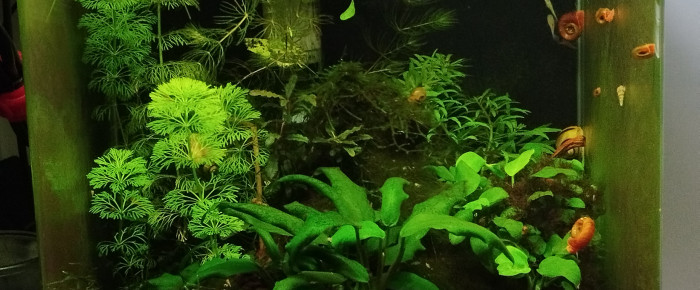 aquarium Dennerle 30 litres , de Olivier1977