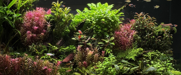 aquarium Bourlot , de Blueb17