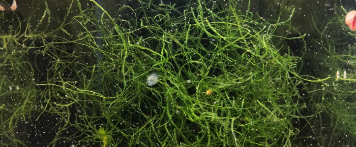 aquarium 444 01 Couple Reproducteur Aphyosemion australe  Cap Lopez , de Killi26