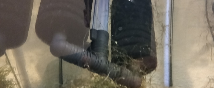 aquarium 443 Libre Aphyosemion australe  Cap Lopez , de Killi26