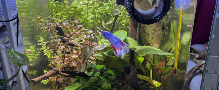 aquarium Nano cube Dennerle 30 Snow , de MamZ-L94