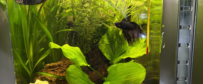 aquarium Nano cube Dennerle 30 Bernard , de MamZ-L94