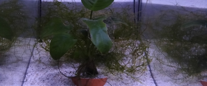 aquarium 321 Libre , de Killi26