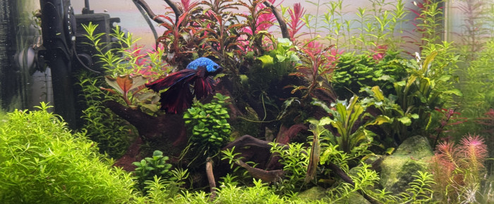 aquarium Nursery , de Blueb17