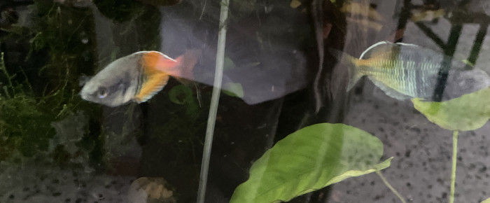 aquarium Villey , de Erv63