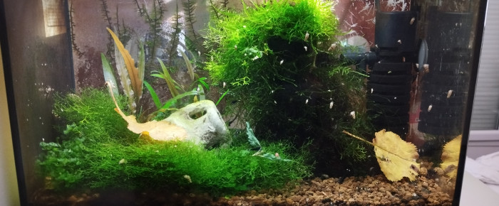 aquarium Aquarium aquatlantis 20 litres SP Caridina , de Olivier1977