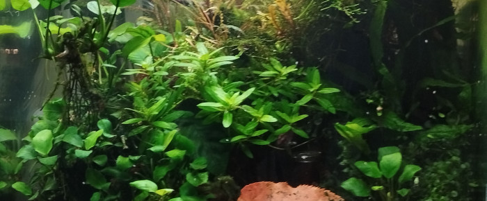 aquarium Aquarium Blau 64 litres , de Olivier1977