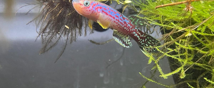 aquarium 124 Fundulopanchax marmoratus Bakossi Camp ADL 13-37 , de Killi26