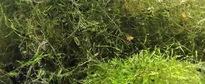 aquarium 244 Jeune Couple Fundulopanchax scheeli , de Killi26