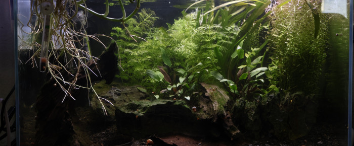 aquarium Numéro 1 , de FrenchieFishi