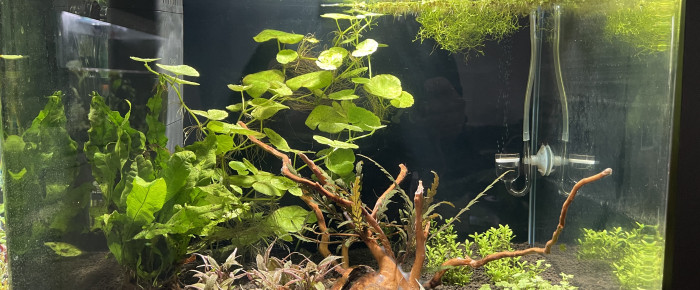 aquarium Betta smaragdina , de Scylla_59