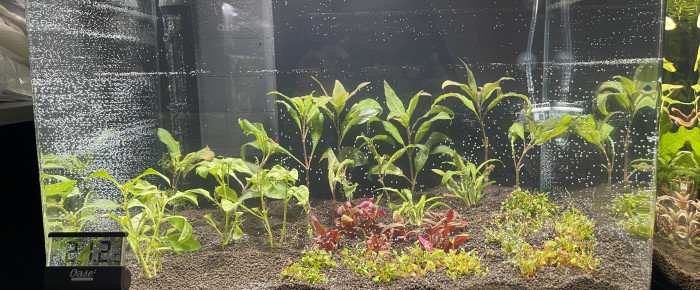 aquarium Trichogaster chuna , de Scylla_59