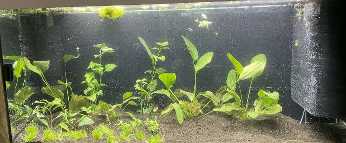 aquarium Gouramis , de Scylla_59