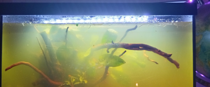 aquarium Thai Black Water , de LilithLisa