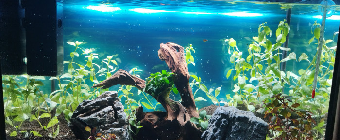 aquarium Lgn , de Lgn02