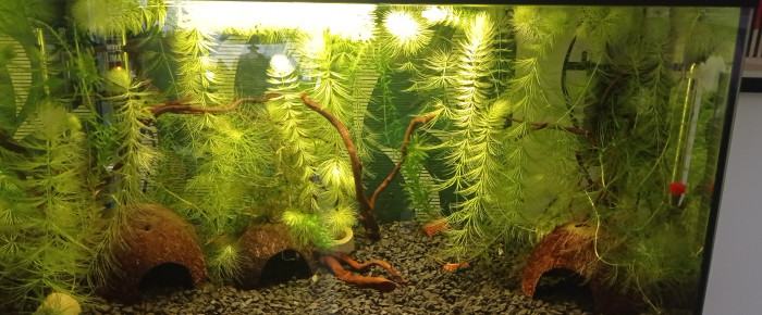 aquarium Crecre , de Mamachacha