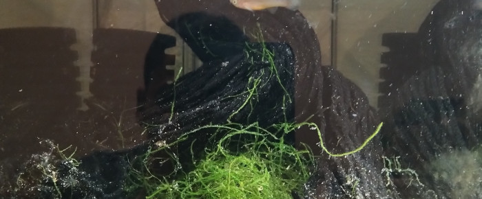 aquarium 431 01 Couple Fundulopanchax nigerianus Innidere , de Killi26