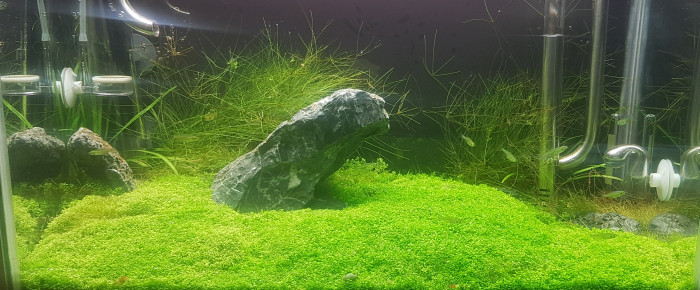 aquarium Furyohin - brocoli paradise , de LiquidPaper2008