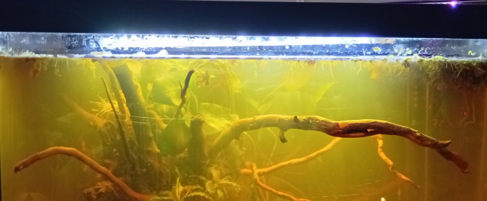 aquarium Thai Black Water , de LilithLisa