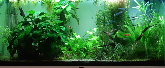 aquarium Communautaire I , de Anubiadamidum