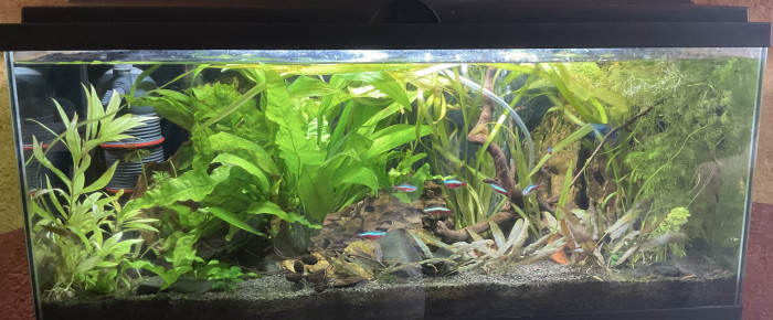 aquarium Aquarium de 80L , de Nahemafleur
