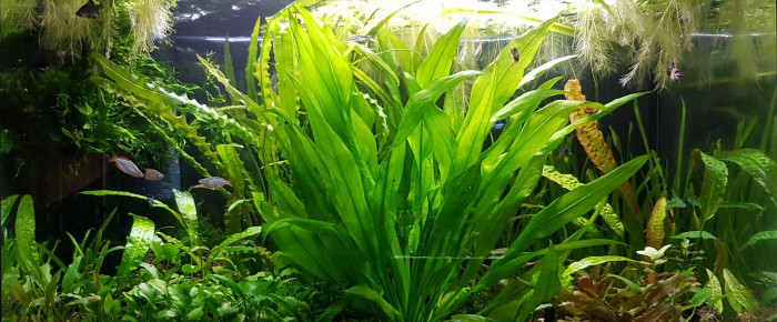 aquarium BAC160 , de NEGUS69