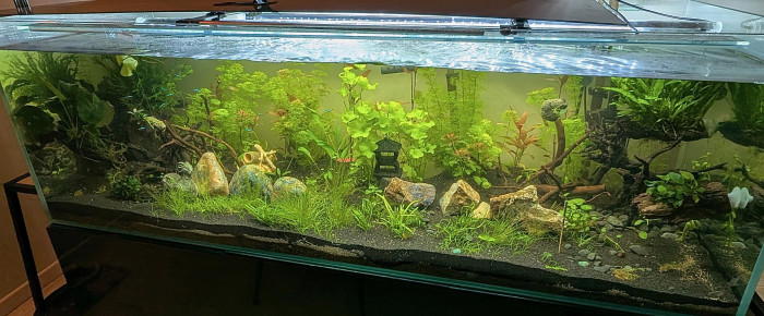 aquarium 450 L Communautaire , de LaRenardouce