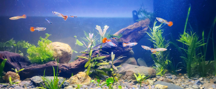 aquarium Mon aquarium , de Tiffanissart