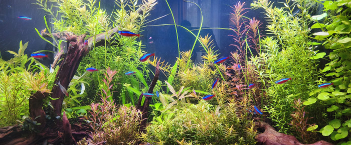 aquarium Juwel Vision 180 , de Cam89