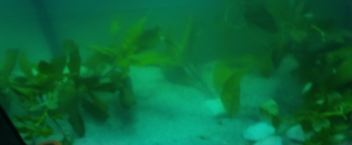 aquarium 40l Ramirezi full planté , de Sombre_aquatique