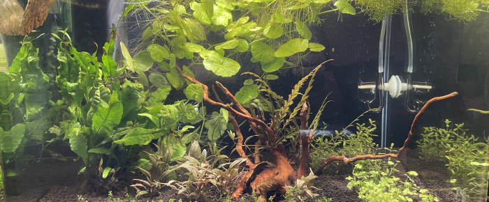 aquarium Betta smaragdina , de Scylla_59