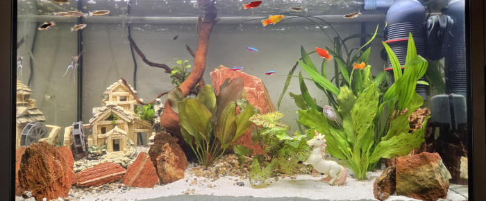 aquarium LE CANYON  OCCITAN , de Rabaud