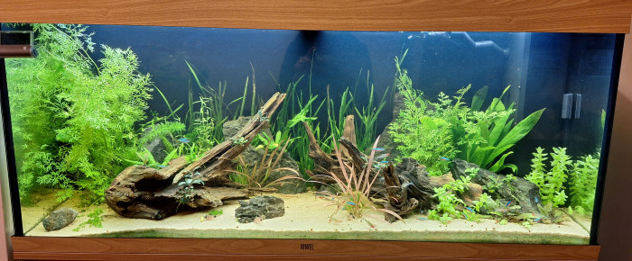 aquarium 240L communautaire , de MarieJouc