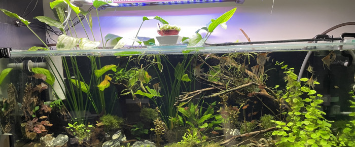 aquarium Amazonien , de Scylla_59