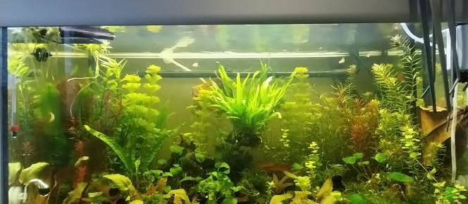 aquarium Le monde de Yoshi , de Yoshi971