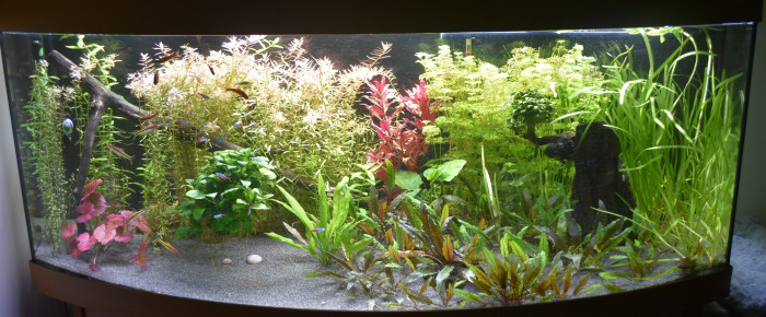 aquarium Juwel vision 450 l , de Lisaj