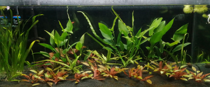 aquarium Mon aqua , de lexx