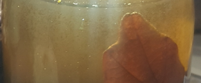 aquarium Pico biotobe marécage québécois 2L , de LiquidPaper2008