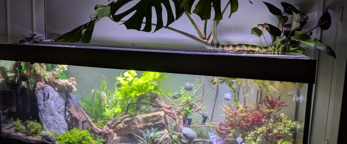 aquarium principal , de crousti