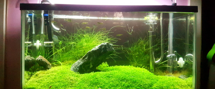 aquarium Furyohin - brocoli paradise , de LiquidPaper2008