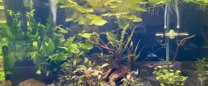 aquarium Betta smaragdina , de Scylla_59