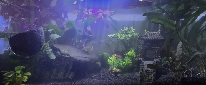 aquarium mon premier aquarium , de Laurene27