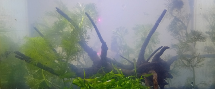 aquarium Coconut Low Tech , de LilithLisa