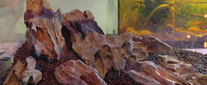 aquarium Pierre du Dragon , de LilithLisa