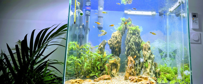 aquarium Le dragon col , de Yannick66