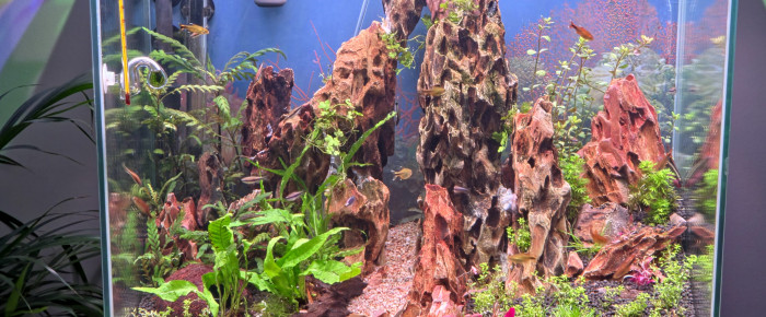 aquarium Le dragon col , de Yannick66